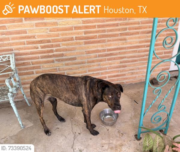 Found/Stray Unknown Dog last seen Cliffwood and Benning, Houston, TX 77035