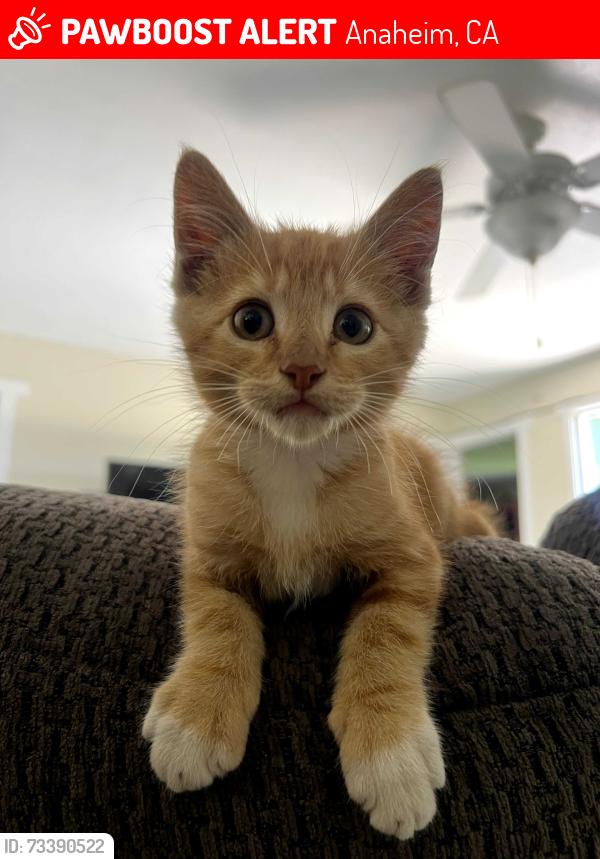 Lost Male Cat last seen Euclid and Orangthorp, Anaheim, CA 92801