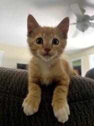 Lost Male Cat last seen Euclid and Orangthorp, Anaheim, CA 92801