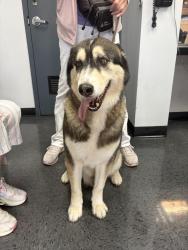 Reunited Unknown Dog last seen Pier Ave and Hermosa, Hermosa Beach, CA 90254