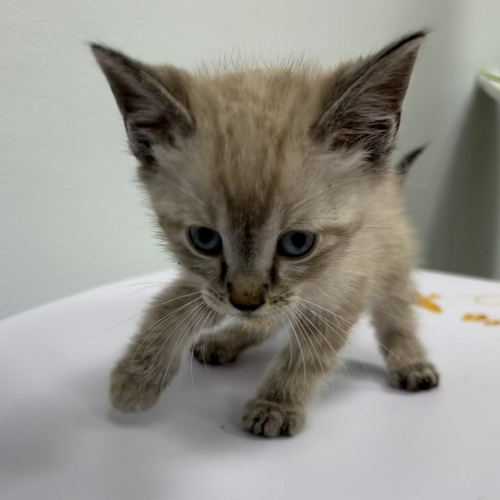 Shelter Stray Male Cat last seen , 593 Fairview Ave N, St Paul, MN 55104, USA