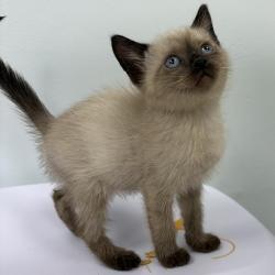 Shelter Stray Male Cat last seen , 593 Fairview Ave N, St Paul, MN 55104, USA