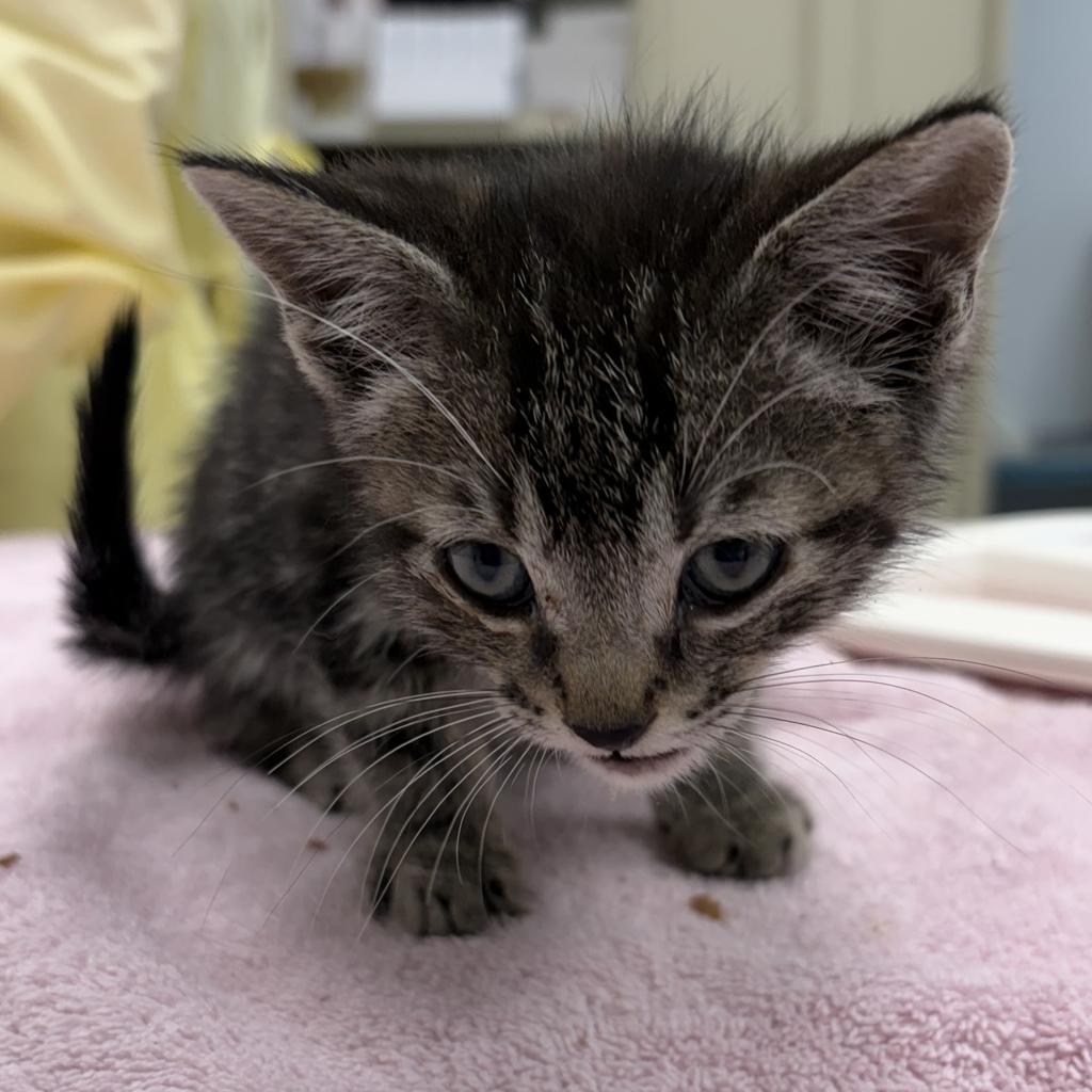 Shelter Stray Male Cat last seen , 593 Fairview Ave N, St Paul, MN 55104, USA