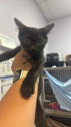 Shelter Stray Male Cat last seen Bexar County, 3353 Morningside Dr, New Braunfels, TX 78132, USA