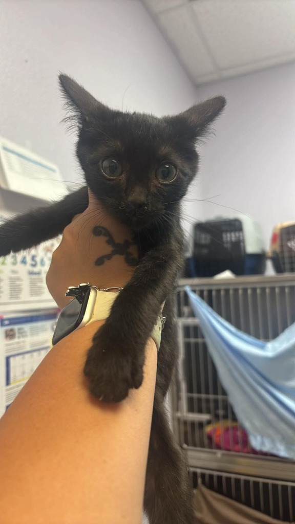 Shelter Stray Male Cat last seen Bexar County, 3353 Morningside Dr, New Braunfels, TX 78132, USA