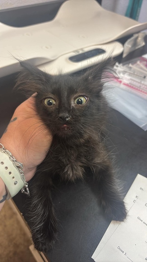 Shelter Stray Female Cat last seen Bexar County, 3353 Morningside Dr, New Braunfels, TX 78132, USA