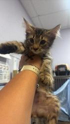 Shelter Stray Male Cat last seen Bexar County, 3353 Morningside Dr, New Braunfels, TX 78132, USA