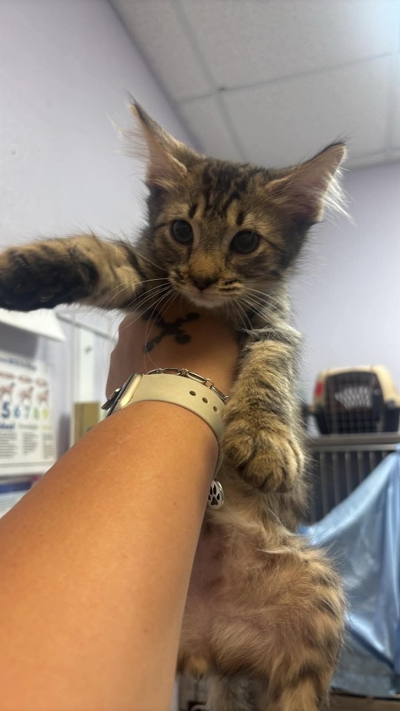 Shelter Stray Male Cat last seen Bexar County, 3353 Morningside Dr, New Braunfels, TX 78132, USA