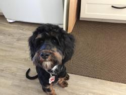 Reunited Male Dog last seen Foothill/B St, Hayward, CA 94541