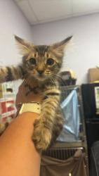 Shelter Stray Male Cat last seen Bexar County, 3353 Morningside Dr, New Braunfels, TX 78132, USA