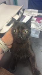 Shelter Stray Male Cat last seen Bexar County, 3353 Morningside Dr, New Braunfels, TX 78132, USA
