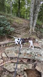 Found/Stray Male Dog last seen Rip Rap Rd and Quash St, Hampton, Va, Hampton, VA 23669