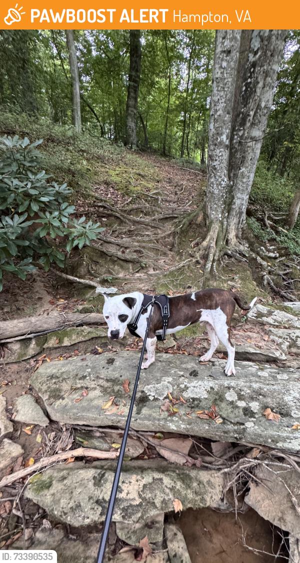 Found/Stray Male Dog last seen Rip Rap Rd and Quash St, Hampton, Va, Hampton, VA 23669