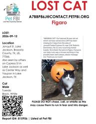 Lost Male Cat last seen Center way, yaupon street, Lake Jackson, TX 77566