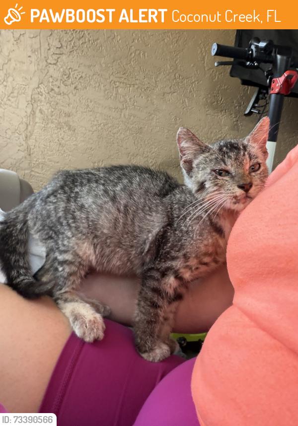 Found/Stray Unknown Cat last seen Copans & Turnpike, Coconut Creek, FL 33066