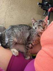 Found/Stray Unknown Cat last seen Copans & Turnpike, Coconut Creek, FL 33066
