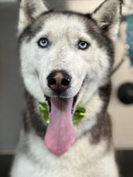 Lost Male Dog last seen Priece, Riverside, CA 92503