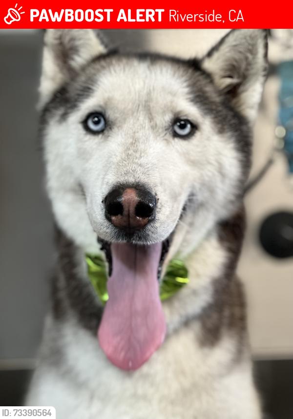 Lost Male Dog last seen Priece, Riverside, CA 92503
