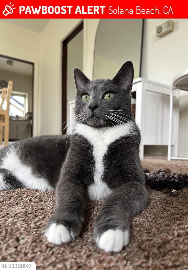 Lost Male Cat last seen S Nardo Ave and Fresca St, Solana Beach, CA 92075