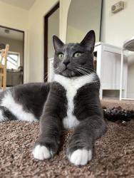 Lost Male Cat last seen S Nardo Ave and Fresca St, Solana Beach, CA 92075