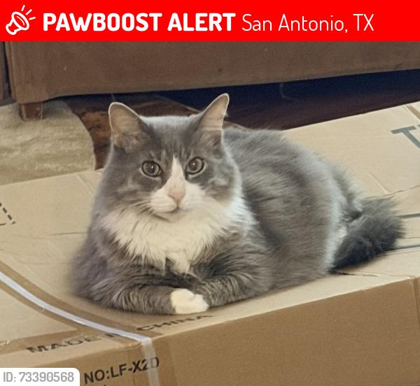 Lost Male Cat last seen Bowens crossing and Dover ridge, San Antonio, TX 78250