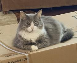 Lost Male Cat last seen Bowens crossing and Dover ridge, San Antonio, TX 78250
