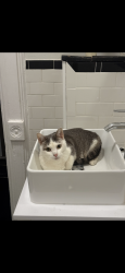 Found/Stray Unknown Cat last seen Marcus Garvey avenue, Brooklyn, NY 11221