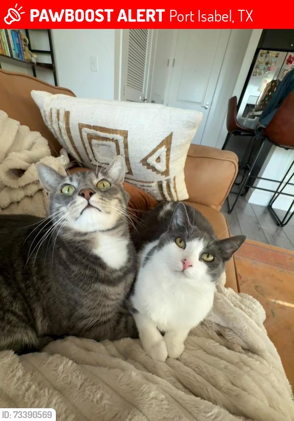 Lost Unknown Cat last seen Near Clam Circle, Port Isabel, TX 78578