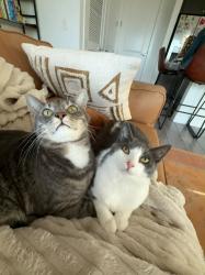 Lost Unknown Cat last seen Near Clam Circle, Port Isabel, TX 78578