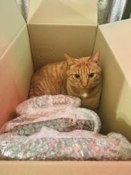Lost Male Cat last seen Braid Close / Manor Links, Hertfordshire, England CM23 5FS
