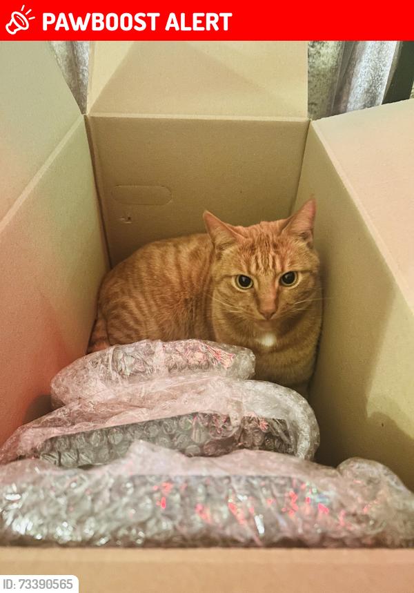 Lost Male Cat last seen Braid Close / Manor Links, Hertfordshire, England CM23 5FS