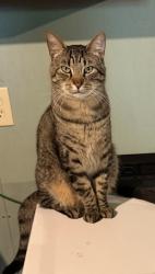 Lost Male Cat last seen Georgesville Rd, Columbus, OH 43119