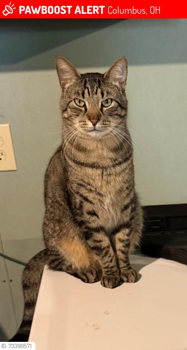 Lost Male Cat last seen Georgesville Rd, Columbus, OH 43119