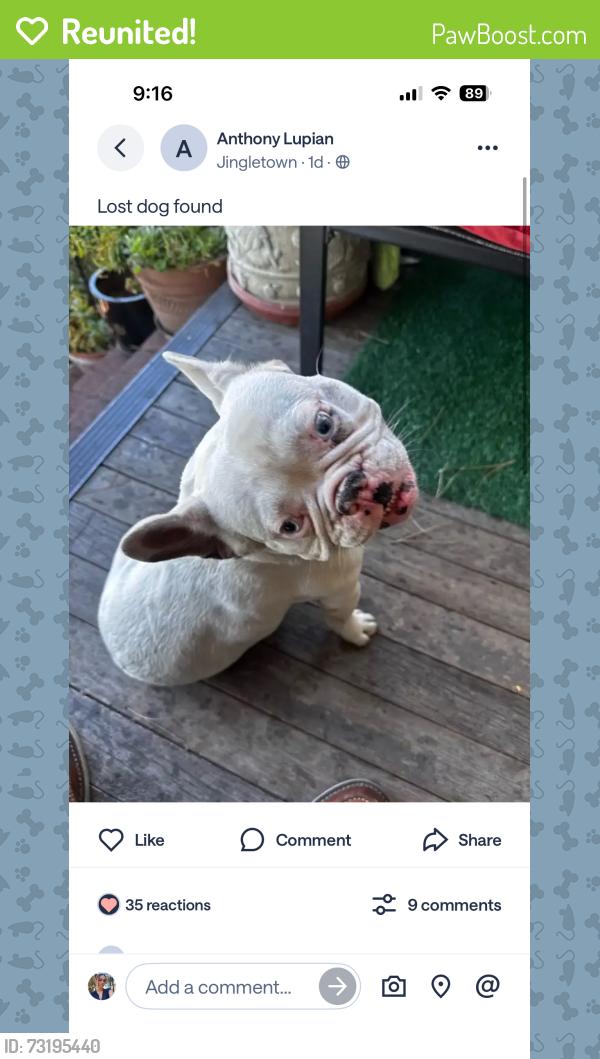 Reunited Male Dog last seen E9th st, Oakland, CA 94601