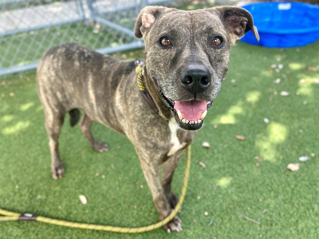 Shelter Stray Male Dog last seen , 2769 Conroy Rd, Orlando, FL 32839, USA