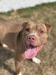 Shelter Stray Female Dog last seen Near, 5001 E Raymond St, Indianapolis, IN 46203, USA