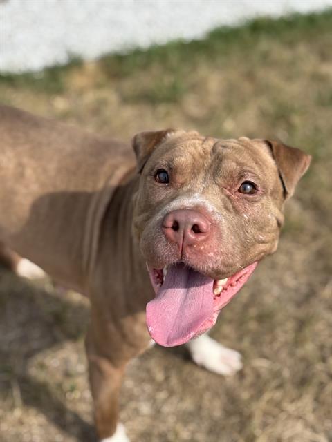 Shelter Stray Female Dog last seen Near, 5001 E Raymond St, Indianapolis, IN 46203, USA