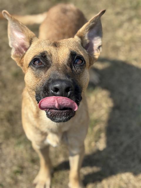 Shelter Stray Male Dog last seen Near, 5001 E Raymond St, Indianapolis, IN 46203, USA