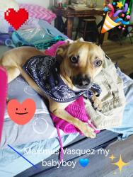 Lost Male Dog last seen Hammond, San Antonio, TX 78210