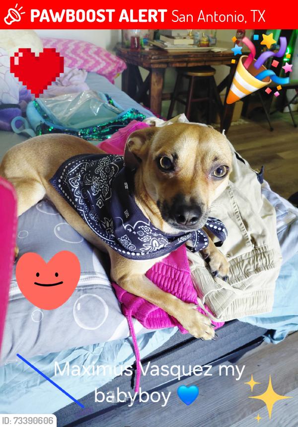 Lost Male Dog last seen Hammond, San Antonio, TX 78210