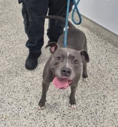 Shelter Stray Female Dog last seen Near BLOCK OAKLAND ST, DETROIT MI 48211, 7401 Chrysler Dr, Detroit, MI 48211, USA