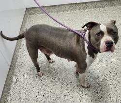 Shelter Stray Female Dog last seen Near BLOCK WARD ST, DETROIT MI 48227, 7401 Chrysler Dr, Detroit, MI 48211, USA