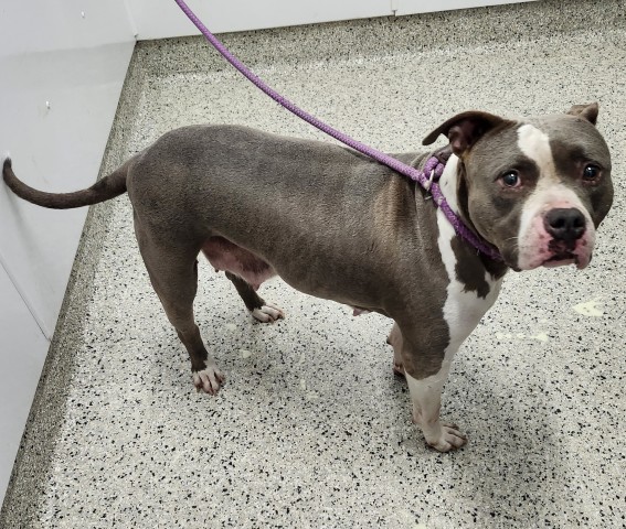 Shelter Stray Female Dog last seen Near BLOCK WARD ST, DETROIT MI 48227, 7401 Chrysler Dr, Detroit, MI 48211, USA