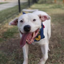 Shelter Stray Female Dog last seen Y903 W MARTIN, 4710 TX-151, San Antonio, TX 78227, USA