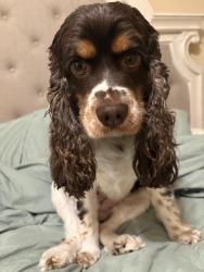 Lost Female Dog last seen Kuebel Dr and Shubert St, New Orleans, LA 70126