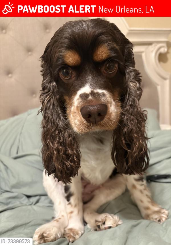 Lost Female Dog last seen Kuebel Dr and Shubert St, New Orleans, LA 70126