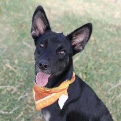 Shelter Stray Male Dog last seen S NEW BRAUNFELS, 4710 TX-151, San Antonio, TX 78227, USA