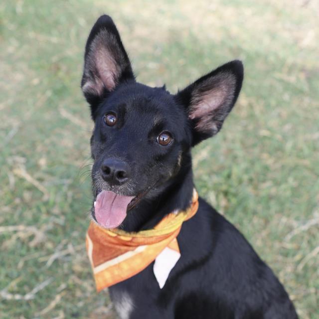 Shelter Stray Male Dog last seen S NEW BRAUNFELS, 4710 TX-151, San Antonio, TX 78227, USA