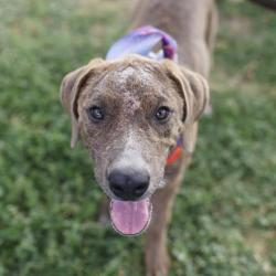Shelter Stray Female Dog last seen Near BLOCK SHERMAN, 4710 TX-151, San Antonio, TX 78227, USA