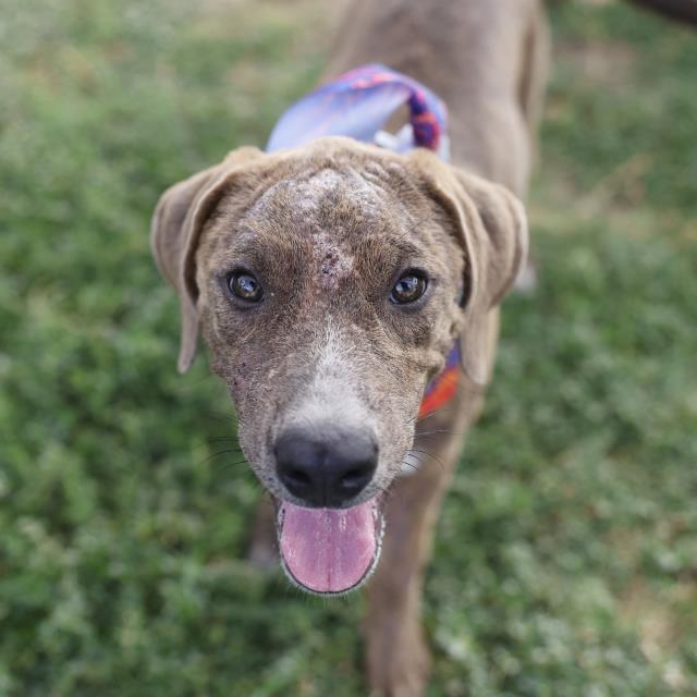 Shelter Stray Female Dog last seen Near BLOCK SHERMAN, 4710 TX-151, San Antonio, TX 78227, USA